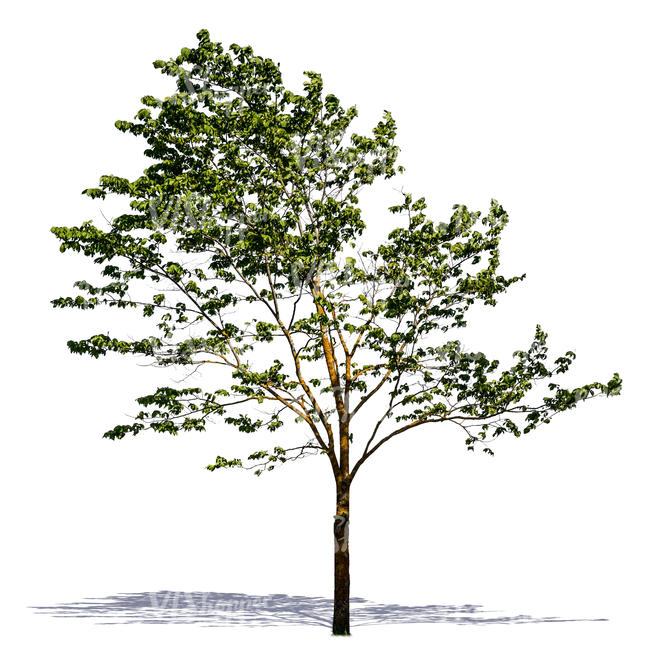 cut out tree with sparse leaves