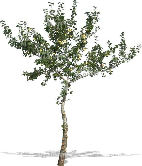 cut out small apple tree with apples