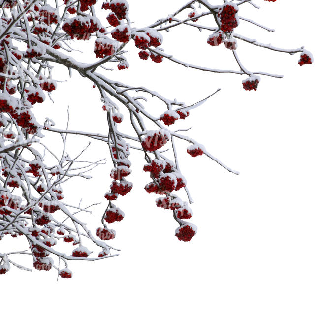 cut out rowan branch covered with snow