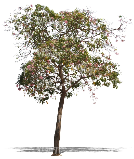 cut out tropical tree with pink blossoms