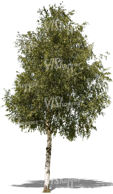 cut out medium birch