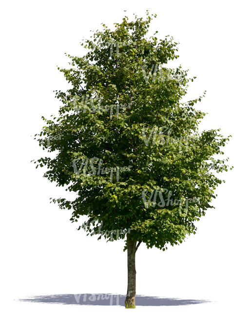 cut out thick medium size tree