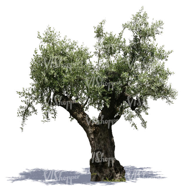 cut out old olive tree