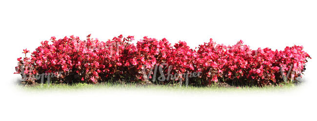 row of blooming red flowers