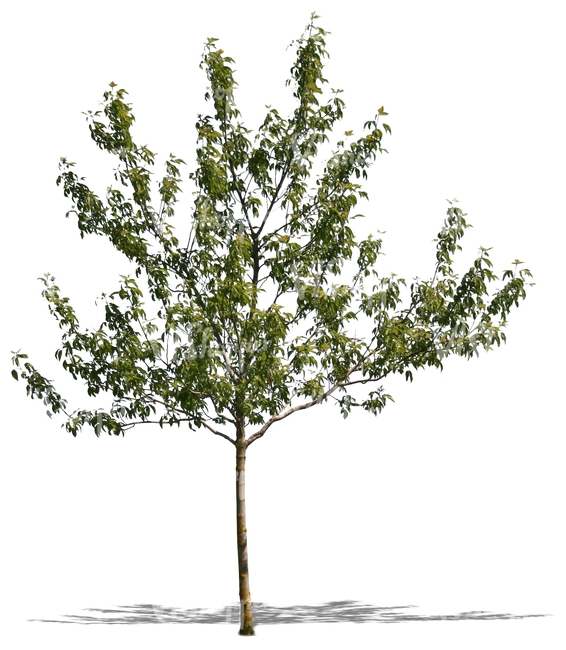 cut out small tree in spring