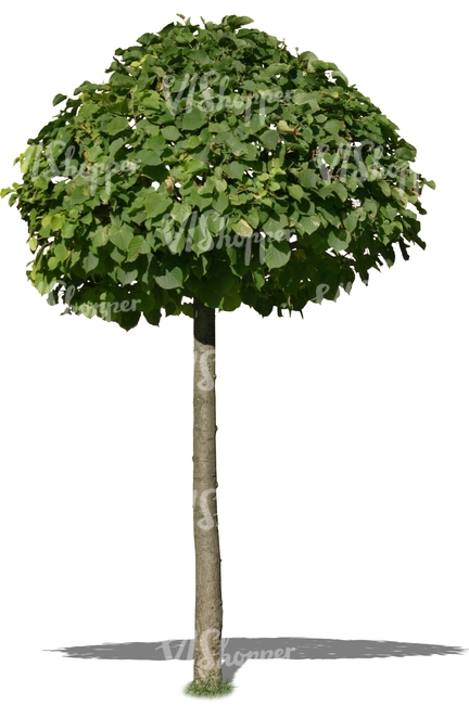 small tree with a round crown