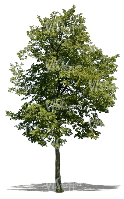 cut out tall linden tree
