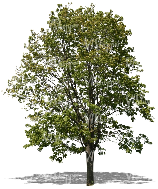 cut out big maple tree in springtime