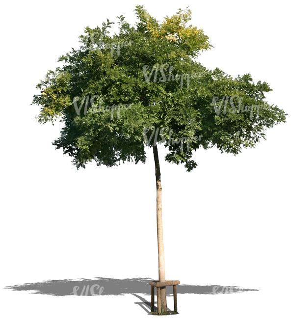 cut out young ash tree with a support crate