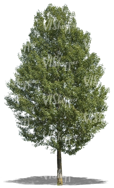 cut out tall linden tree