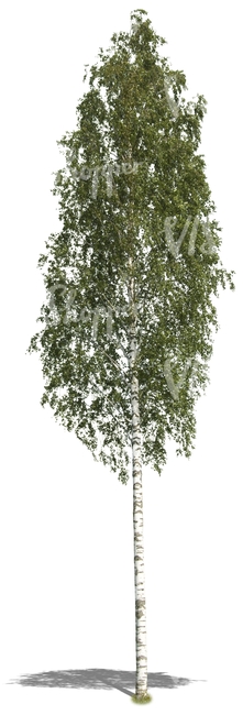 cut out tall birch