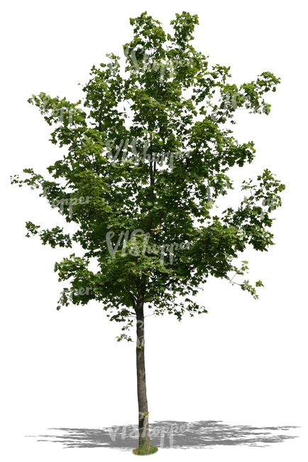 cut out small maple tree