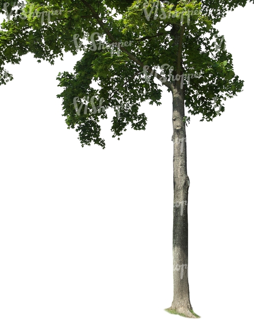 cut out trunk of a maple tree