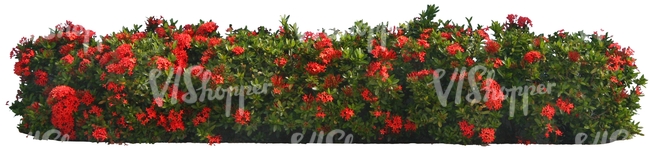 hedge with red blossoms