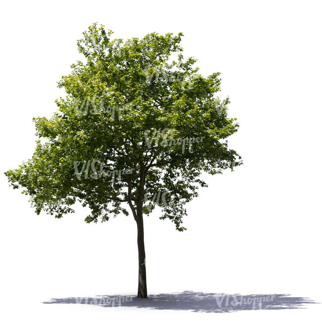 backlit medium size maple tree