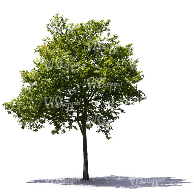 size tree download size tree download