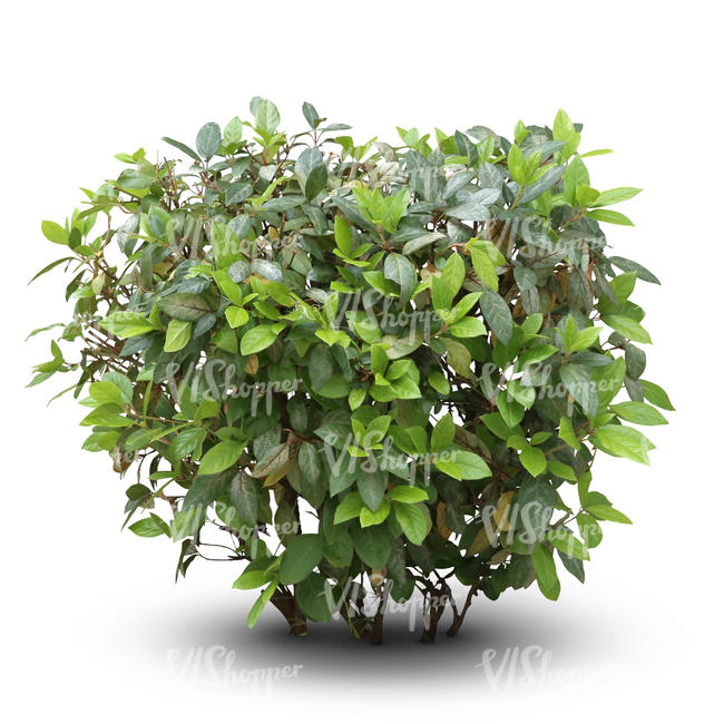 cut out small thick bush - VIShopper