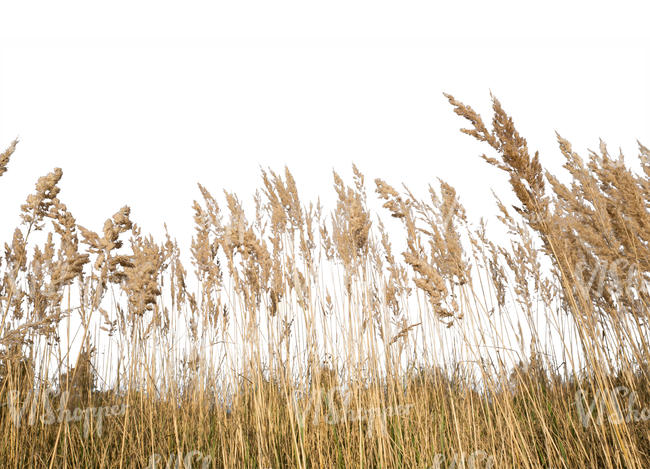 cut out dry grass