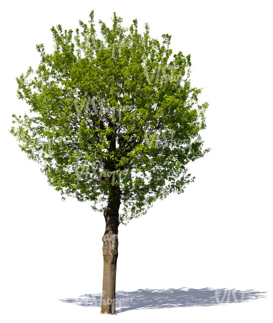 cut out medium size tree with a round crown