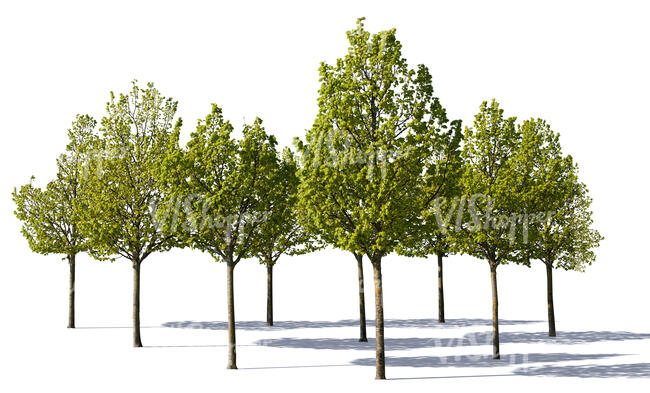 cut out group of medium size linden trees