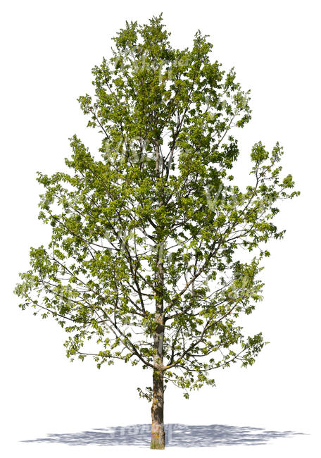 cut out medium size tree with young leaves