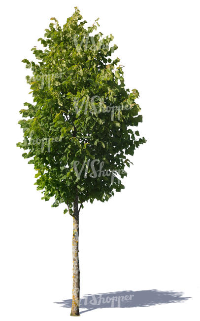 cut out small deciduous tree