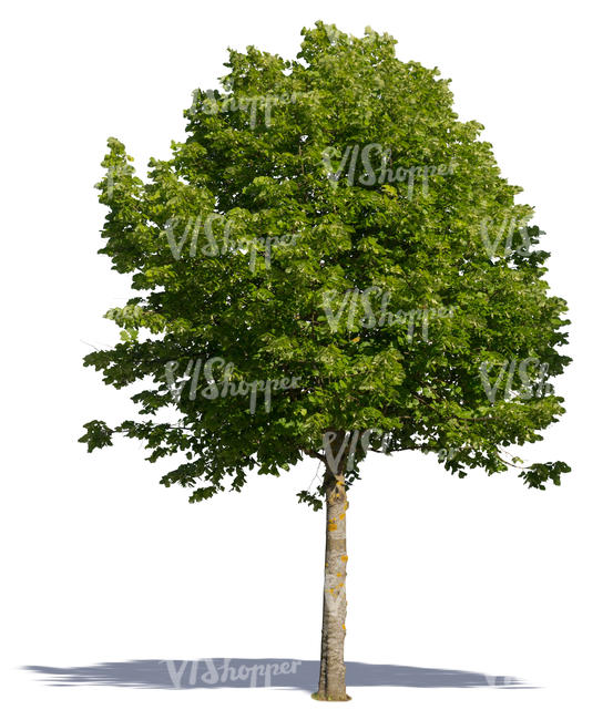 cut out medium size linden tree in direct sunligt