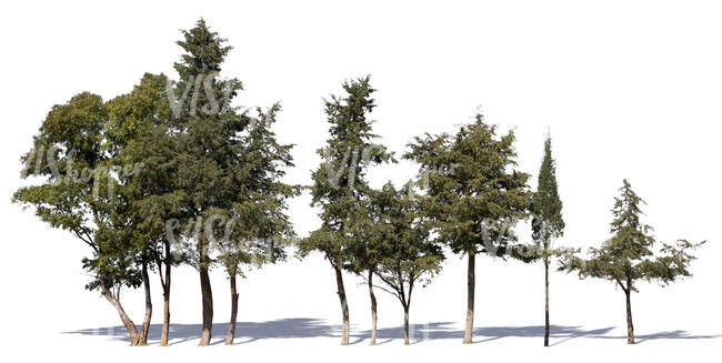 cut out group of evergreen trees