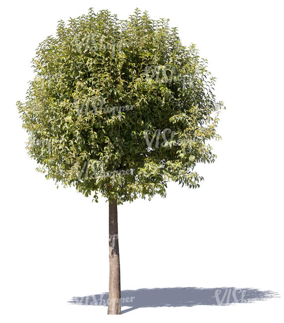 cut out deciduous tree with a round crown