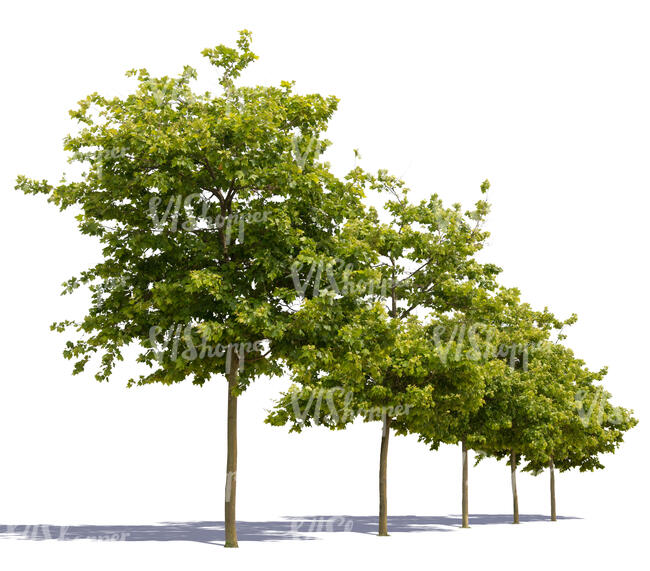 cut out row of small maple trees