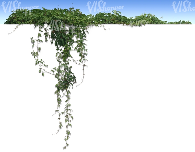 cut out hanging vine