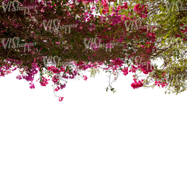 foreground branch with pink blossoms