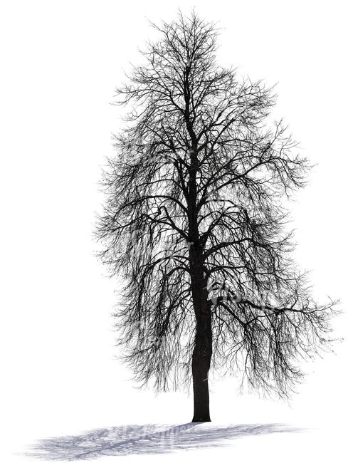 big backlit leafless tree