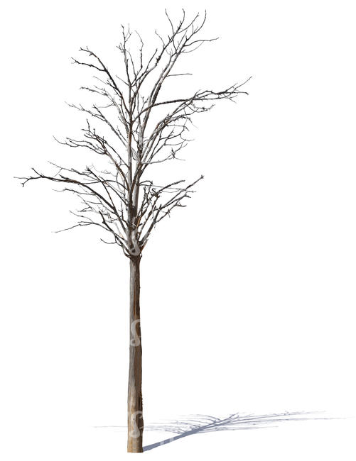 cut out leafless tree