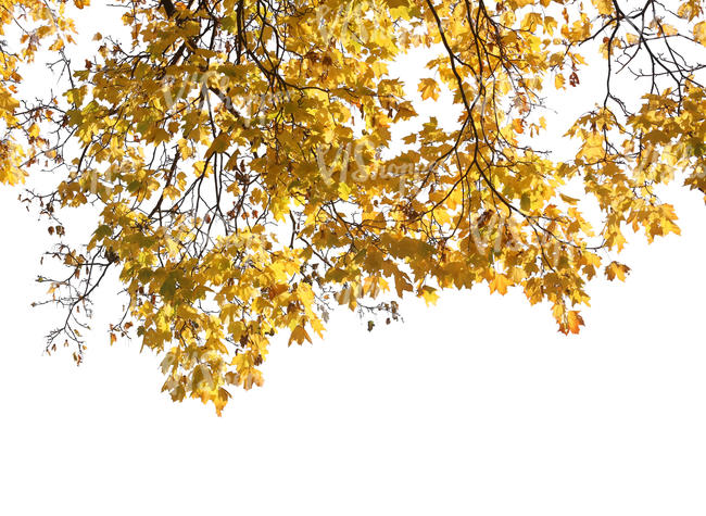 cut out maple branch with yellow leaves