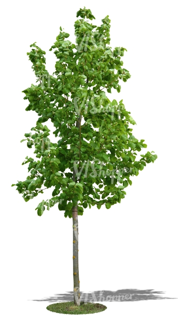 cut out small linden tree