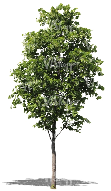 cut out small linden tree with blossoms