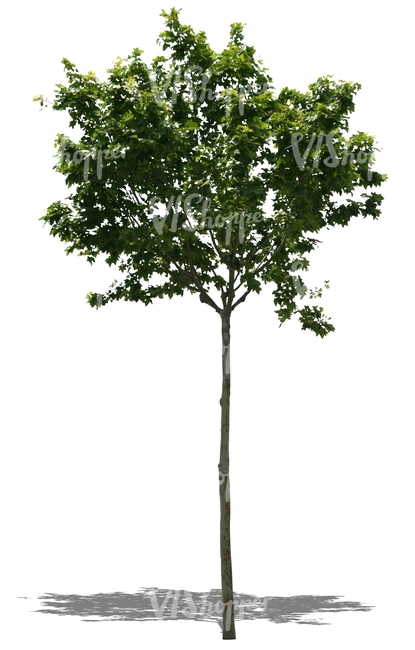 cut out small maple tree
