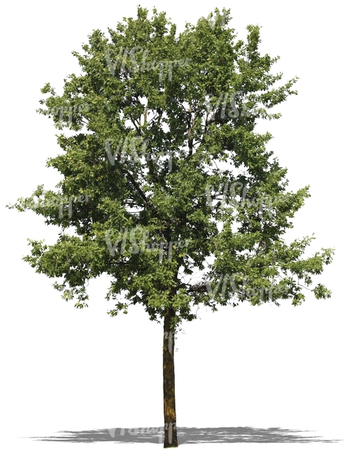 cut out deciduous tree