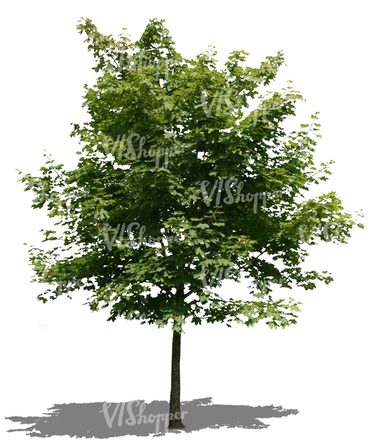 cut out little maple tree