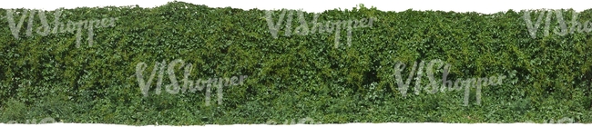 cut out hedge of vine