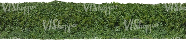 cut out hedge of vine