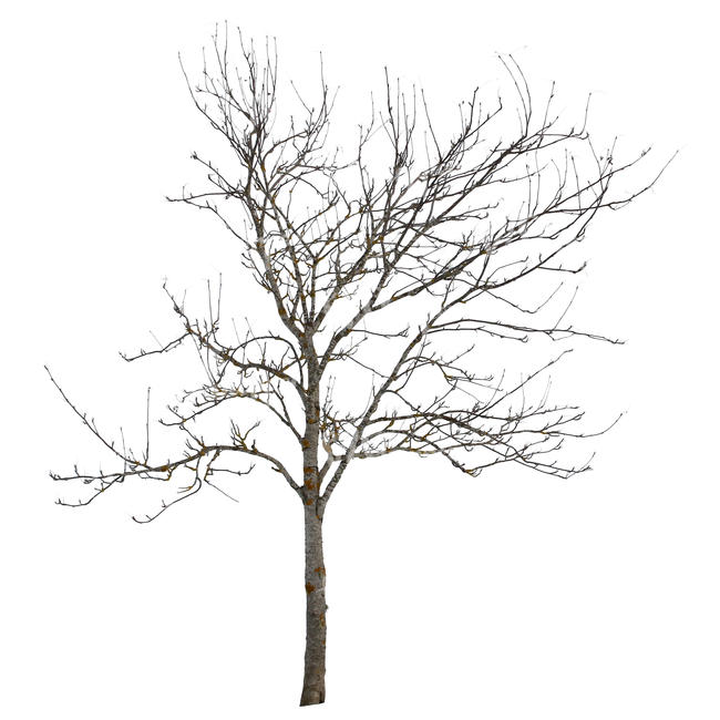 cut out bare tree