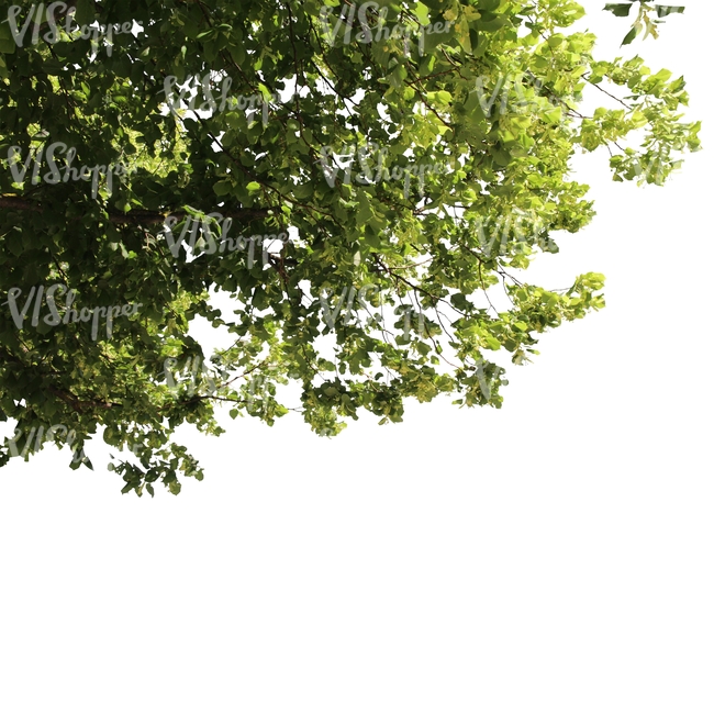 cut out branch of a linden tree