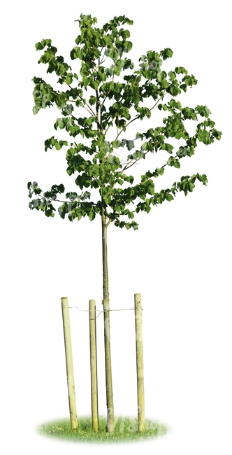 cut out young tree with a support crate