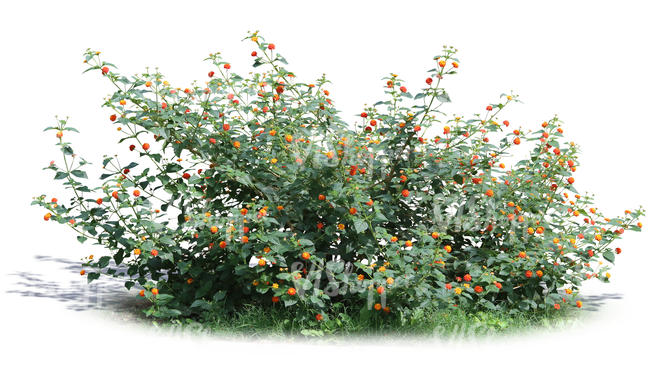 bush with small  yellow blossoms