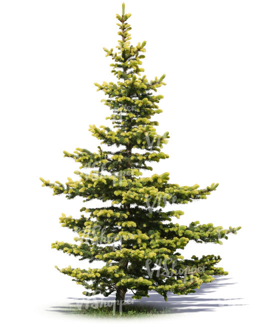 small light green spruce