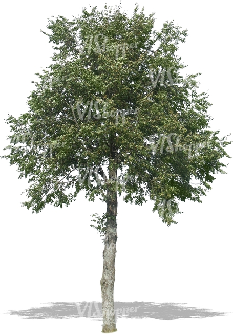 cut out big deciduous tree