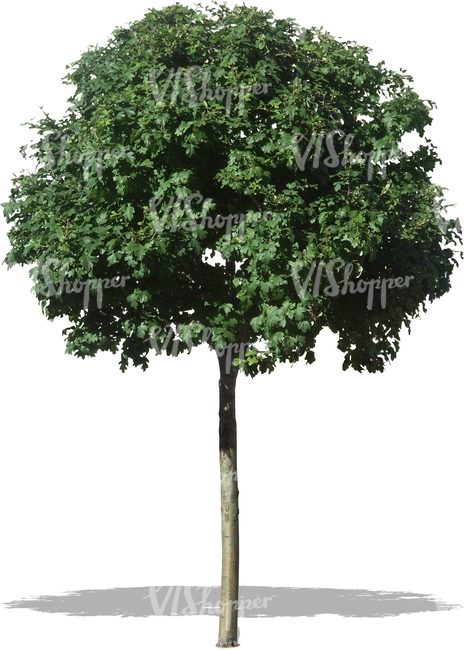 cut out small round tree