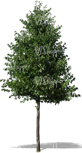 cut out young linden tree